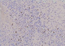 Invitrogen Phospho-YBX1 (Tyr162) Polyclonal Antibody 100 &mu;L; Unconjugated:Antibodies,
