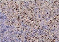 Invitrogen Phospho-YBX1 (Tyr162) Polyclonal Antibody 100 &mu;L; Unconjugated:Antibodies,