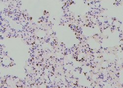 Invitrogen Phospho-YBX1 (Tyr162) Polyclonal Antibody 100 &mu;L; Unconjugated:Antibodies,