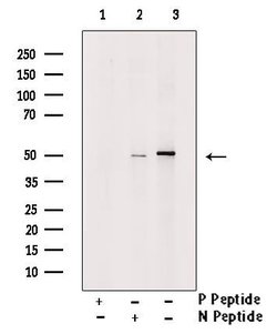 Invitrogen Phospho-YBX1 (Tyr162) Polyclonal Antibody 100 &mu;L; Unconjugated:Antibodies,