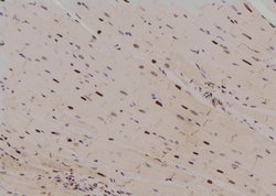 Invitrogen Phospho-Histone H3 (Ser58) Polyclonal Antibody 100 &mu;L | Buy Online | Invitrogen&trade; | Fisher Scientific