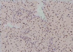 Invitrogen Phospho-Histone H3 (Thr81) Polyclonal Antibody 100 &mu;L; Unconjugated:Antibodies,