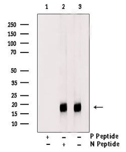 Invitrogen Phospho-Histone H3 (Thr81) Polyclonal Antibody 100 &mu;L; Unconjugated:Antibodies,