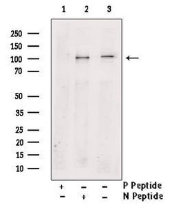 Invitrogen Phospho-PSD-95 (Ser142) Polyclonal Antibody 100 μL; Unconjugated:Antibodies,