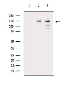 Invitrogen Phospho-PLCB3 (Ser1105) Polyclonal Antibody 100 &mu;L; Unconjugated:Antibodies,