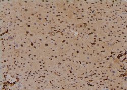 Invitrogen Phospho-PLCB3 (Ser1105) Polyclonal Antibody 100 &mu;L; Unconjugated:Antibodies,