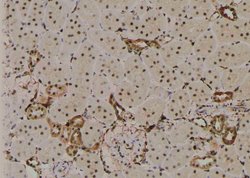 Invitrogen Phospho-PLCB3 (Ser1105) Polyclonal Antibody 100 &mu;L; Unconjugated:Antibodies,