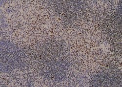 Invitrogen Phospho-MEF2A (Ser479) Polyclonal Antibody 100 &mu;L; Unconjugated:Antibodies,