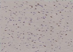 Invitrogen Phospho-MEF2A (Ser479) Polyclonal Antibody 100 &mu;L; Unconjugated:Antibodies,