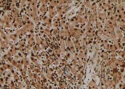 Invitrogen Phospho-TEK (Tyr897) Polyclonal Antibody 100 &mu;L; Unconjugated:Antibodies,