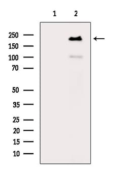 Invitrogen Phospho-EIF4G1 (Ser1147) Polyclonal Antibody 100 &mu;L; Unconjugated:Antibodies,
