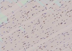 Invitrogen Phospho-SHP2 (Tyr62) Polyclonal Antibody 100 μL; Unconjugated:Antibodies,