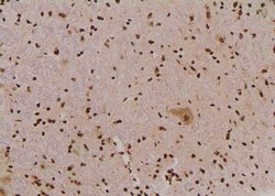 Invitrogen Phospho-SHP2 (Tyr62) Polyclonal Antibody 100 μL; Unconjugated:Antibodies,