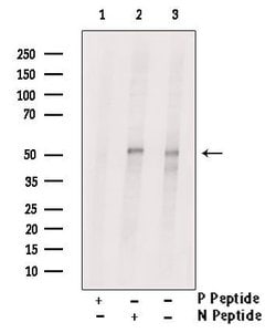 Invitrogen Phospho-MEF2C (Ser396) Polyclonal Antibody 100 &mu;L; Unconjugated:Antibodies,