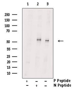 Invitrogen Phospho-MEF2C (Ser459) Polyclonal Antibody 100 &mu;L; Unconjugated:Antibodies,