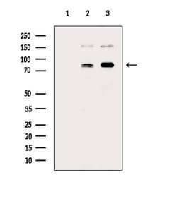 Invitrogen Phospho-FOXM1 (Thr600) Polyclonal Antibody 100 &mu;L; Unconjugated:Antibodies,