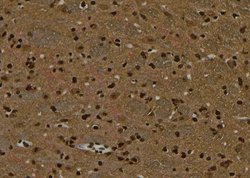 Invitrogen Phospho-NMDAR2A (Tyr943) Polyclonal Antibody 100 &mu;L; Unconjugated:Antibodies,