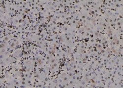 Invitrogen Phospho-TRAF2 (Thr22) Polyclonal Antibody 100 &mu;L; Unconjugated:Antibodies,