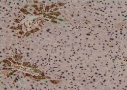 Invitrogen Phospho-TRAF2 (Thr22) Polyclonal Antibody 100 &mu;L; Unconjugated:Antibodies,