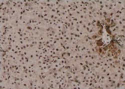Invitrogen Phospho-TRAF2 (Thr22) Polyclonal Antibody 100 &mu;L; Unconjugated:Antibodies,
