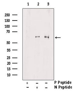 Invitrogen Phospho-TRAF2 (Thr22) Polyclonal Antibody 100 &mu;L; Unconjugated:Antibodies,