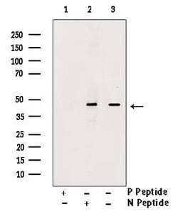 Invitrogen Phospho-TDP-43 (Ser409) Polyclonal Antibody 100 &mu;L; Unconjugated:Antibodies,