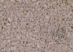 Invitrogen Phospho-MST2 (Ser316) Polyclonal Antibody 100 &mu;L; Unconjugated:Antibodies,
