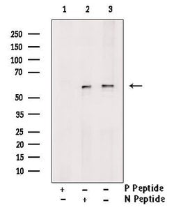 Invitrogen Phospho-MST2 (Ser316) Polyclonal Antibody 100 &mu;L; Unconjugated:Antibodies,