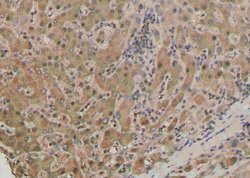 Invitrogen Phospho-PLD1 (Ser561) Polyclonal Antibody 100 &mu;L; Unconjugated:Antibodies,
