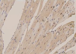 Invitrogen Phospho-PLD1 (Ser561) Polyclonal Antibody 100 &mu;L; Unconjugated:Antibodies,