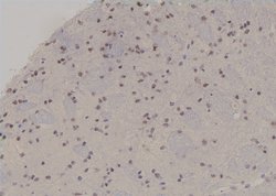 Invitrogen Phospho-RUNX2 (Ser275) Polyclonal Antibody 100 &mu;L; Unconjugated:Antibodies,