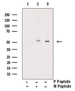 Invitrogen Phospho-RUNX2 (Ser275) Polyclonal Antibody 100 &mu;L; Unconjugated:Antibodies,