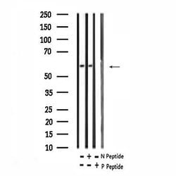 Invitrogen Phospho-RUNX2 (Ser275) Polyclonal Antibody 100 &mu;L; Unconjugated:Antibodies,