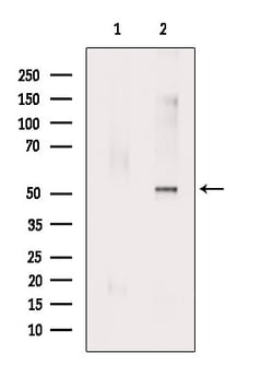 Invitrogen Phospho-RUNX2 (Ser28) Polyclonal Antibody 100 &mu;L; Unconjugated:Antibodies,