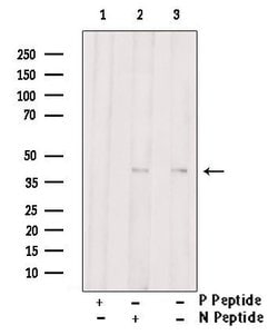 Invitrogen Phospho-CaMKI (Thr177) Polyclonal Antibody 100 &mu;L; Unconjugated:Antibodies,