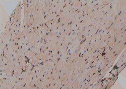 Invitrogen Phospho-Beclin 1 (Ser90, Ser93, Ser96) Polyclonal Antibody 100