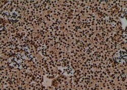 Invitrogen Phospho-IRF3 (Ser14) Polyclonal Antibody 100 μL; Unconjugated:Antibodies,