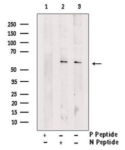 Invitrogen Phospho-IRF3 (Ser14) Polyclonal Antibody 100 μL; Unconjugated:Antibodies,