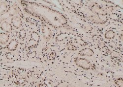 Invitrogen Phospho-NFATC4 (Ser289) Polyclonal Antibody 100 &mu;L; Unconjugated:Antibodies,