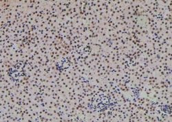 Invitrogen Phospho-NFATC4 (Ser289) Polyclonal Antibody 100 &mu;L; Unconjugated:Antibodies,