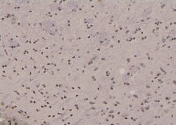 Invitrogen Phospho-NFATC4 (Ser289) Polyclonal Antibody 100 &mu;L; Unconjugated:Antibodies,