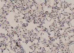 Invitrogen Phospho-NFATC4 (Ser289) Polyclonal Antibody 100 &mu;L; Unconjugated:Antibodies,