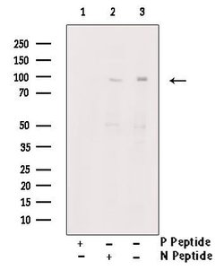 Invitrogen Phospho-NFATC4 (Ser289) Polyclonal Antibody 100 &mu;L; Unconjugated:Antibodies,