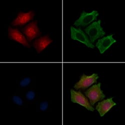 Invitrogen Phospho-NuMA (Ser169) Polyclonal Antibody 100 &mu;L | Buy Online | Invitrogen&trade; | Fisher Scientific