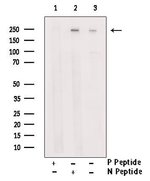Phospho-NuMA (Ser169) Polyclonal Antibody, Invitrogen 100 μL ...