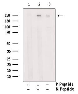 Invitrogen Phospho-NuMA (Ser169) Polyclonal Antibody 100 &mu;L | Buy Online | Invitrogen&trade; | Fisher Scientific