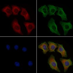 Invitrogen Phospho-NuMA (Ser1225) Polyclonal Antibody 100 &mu;L | Buy Online | Invitrogen&trade; | Fisher Scientific