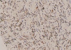 Invitrogen Phospho-NuMA (Ser1225) Polyclonal Antibody 100 &mu;L | Buy Online | Invitrogen&trade; | Fisher Scientific