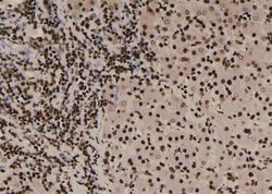 Invitrogen Phospho-NCF4 (Tyr243) Polyclonal Antibody 100 &mu;L; Unconjugated:Antibodies,