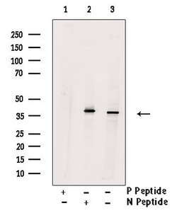 Invitrogen Phospho-NCF4 (Tyr243) Polyclonal Antibody 100 &mu;L; Unconjugated:Antibodies,